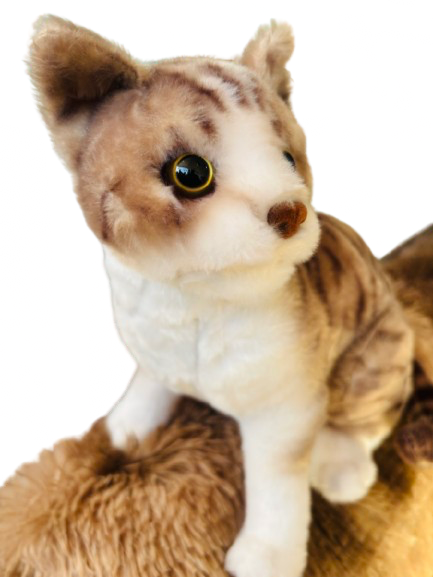 Gato