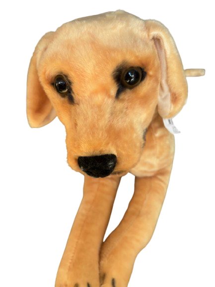 Perro
